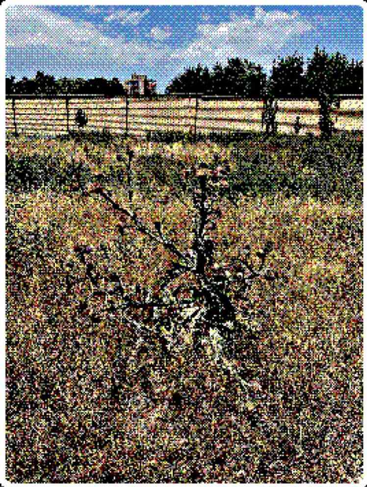 به معماری گل.